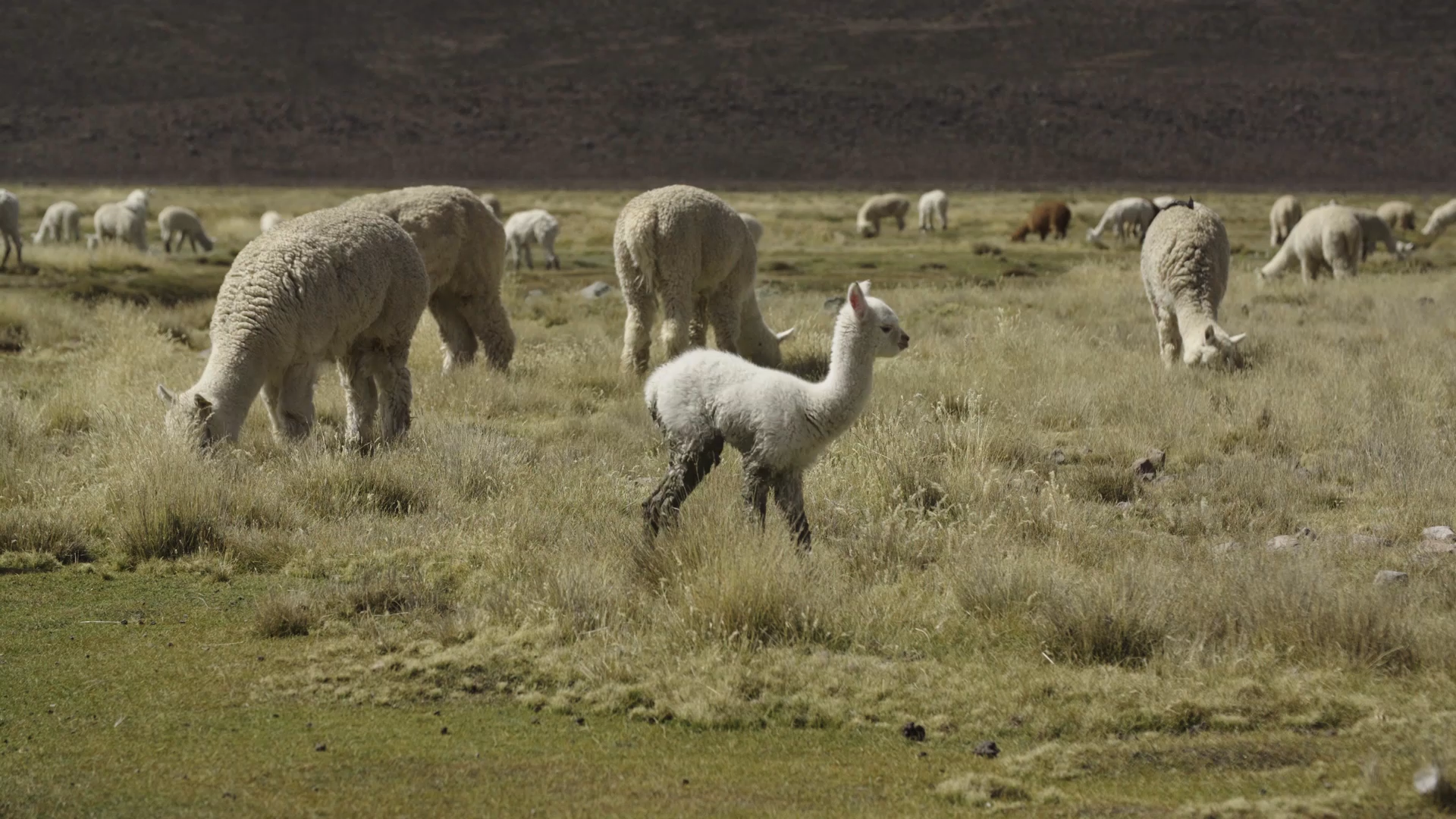 Fibres of Peru: Royal Alpaca