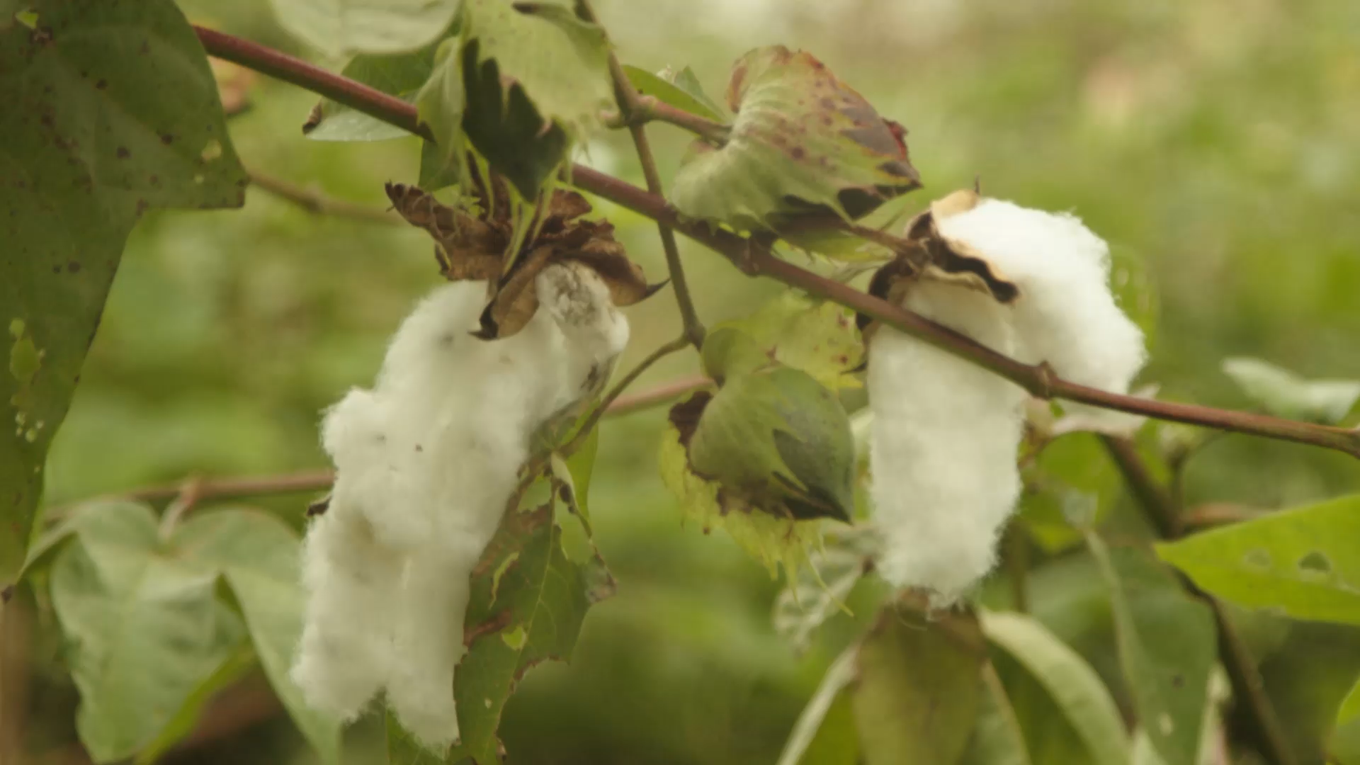 Fibres of Peru: Sourcing our Cotton